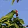 A feral Green-cheeked Amazon feeds in a tree, California, USA