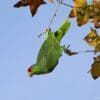 A feral Green-cheeked Amazon dangles from a tree, California, USA