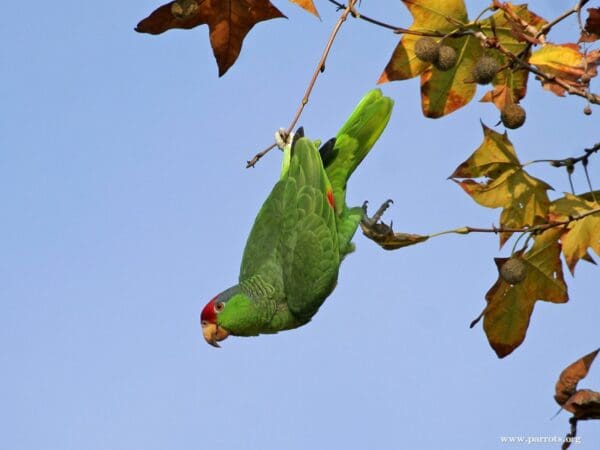 A feral Green-cheeked Amazon dangles from a tree, California, USA