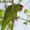 A feral Green-cheeked Amazon perches in a tree, California, USA