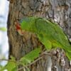 A feral Green-cheeked Amazon perches in a tree, California, USA