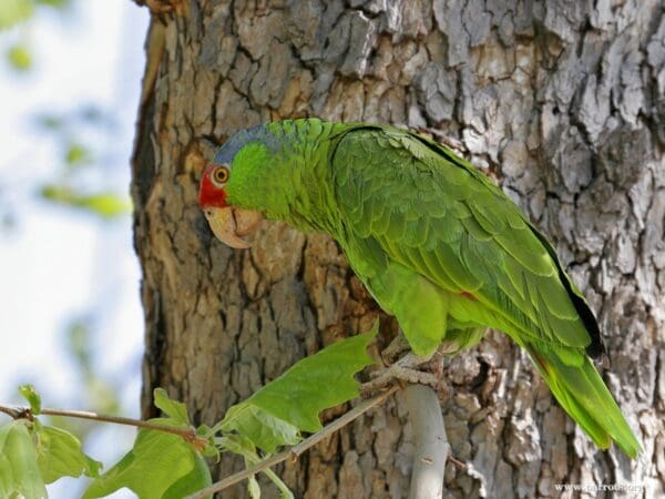 A feral Green-cheeked Amazon perches in a tree, California, USA