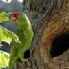 A feral Green-cheeked Amazon perches near a tree cavity, California, USA