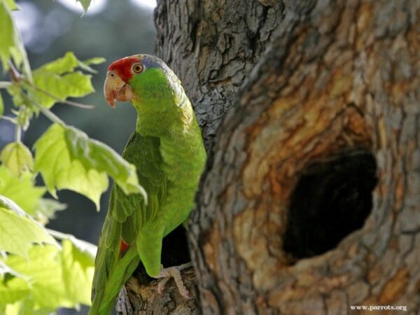 A feral Green-cheeked Amazon perches near a tree cavity, California, USA