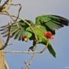 A feral Green-cheeked Amazon lands in a tree, California, USA