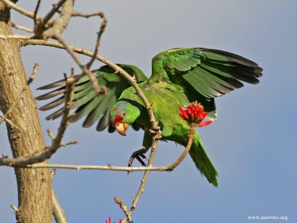 A feral Green-cheeked Amazon lands in a tree, California, USA