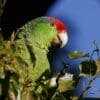 A feral Green-cheeked Amazon feeds in a tree, California, USA