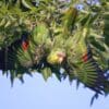 A feral Green-cheeked Amazon displays, California USA