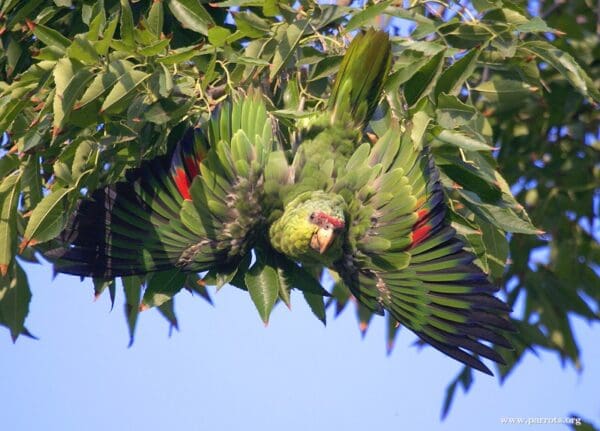 A feral Green-cheeked Amazon displays, California USA