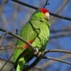 A feral Green-cheeked Amazon perches in a tree, California, USA