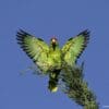 A feral Green-cheeked Amazon flaps its wings, California, USA