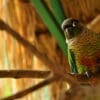 A companion Green-cheeked Conure perches on a branch