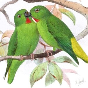 An illustration of Green-rumped Hanging Parrots