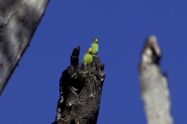 Wild Green-rumped Parrotlets perch atop a burnt stump