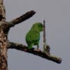 A wild Green-rumped Parrotlet perches on a branch