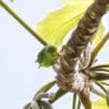 A wild Green-rumped Parrotlet forages along a branch