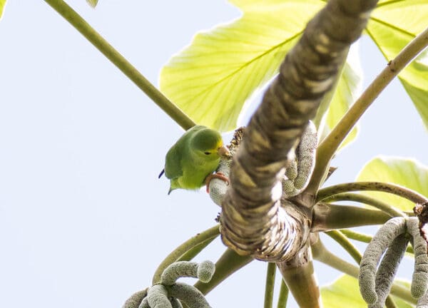 A wild Green-rumped Parrotlet forages along a branch