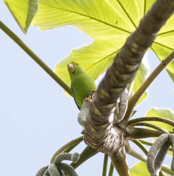 A wild Green-rumped Parrotlet perches beneath a large leaf