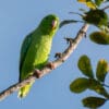 A wild Green-rumped Parrotlet perches on a branch