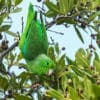 A wild Green-rumped Parrotlet dangles from a berry-covered branch