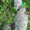 Wild Green-rumped Parrotlets perch on a tree trunk