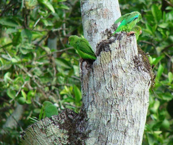 Wild Green-rumped Parrotlets perch on a tree trunk