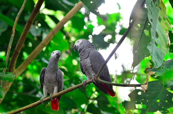 Grey Parrots: Conservation and Fieldwork