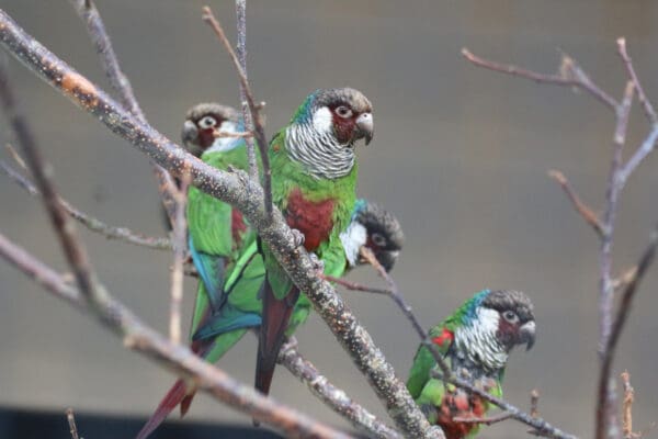 Grey-breasted Conures perch in an enclosure at Paradise Park UK