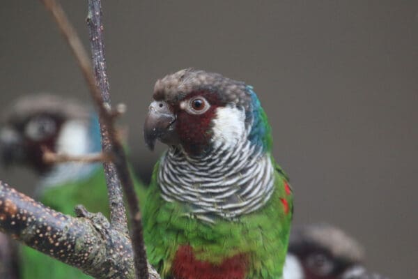 Grey-breasted Conures perch in an enclosure at Paradise Park UK