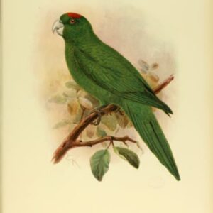 An illustration depicts an extinct Guadeloupe Parakeet