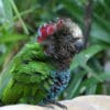 A Hawk-headed Parrot perches on a wall