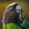 A closeup of a companion Hawk-headed Parrot chewing its toe