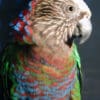 A closeup of a companion Hawk-headed Parrot