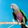 A wild Hawk-headed Parrot perches on a branch