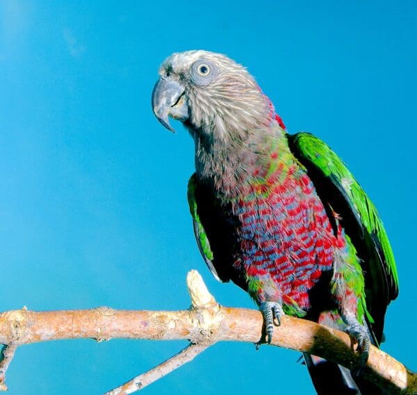 A wild Hawk-headed Parrot perches on a branch