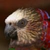 A closeup of a Hawk-headed Parrot