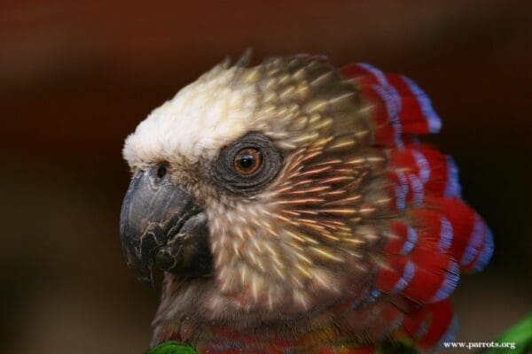 A closeup of a Hawk-headed Parrot