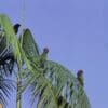 Wild Hawk-headed Parrots perch on a palm tree