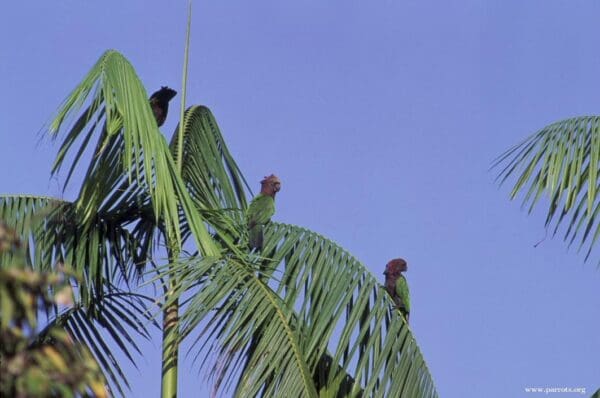 Wild Hawk-headed Parrots perch on a palm tree