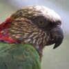 A closeup of a Hawk-headed Parrot