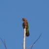 A wild Hawk-headed Parrot perches on a bare branch