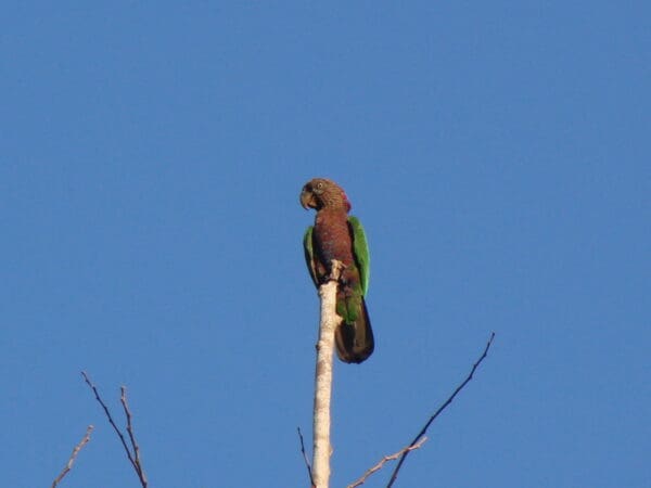 A wild Hawk-headed Parrot perches on a bare branch