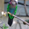 A Hawk-headed Parrot perches on a branch