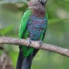 A Hawk-headed Parrot perches on a branch