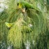 Wild Hispaniolan Amazons play in a tree