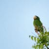 A wild Hispaniolan Amazon perches atop a tree