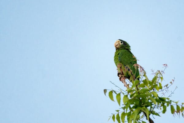 A wild Hispaniolan Amazon perches atop a tree