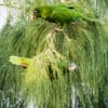 Wild Hispaniolan Amazons play in a tree