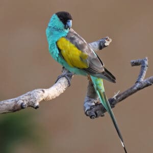 A wild male Hooded Parrot perches on a branch