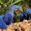 A group of wild Hyacinth Macaws feeds on palm nuts